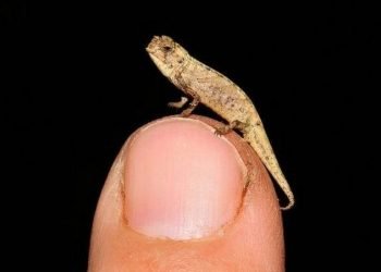 Smallest Reptile - The Brookesia has a body just 13.5mm long