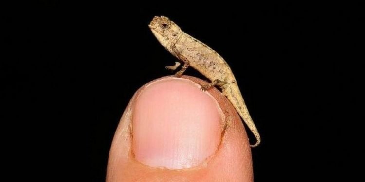 Smallest Reptile - The Brookesia has a body just 13.5mm long