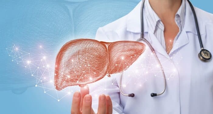 Doctor shows liver in hand .