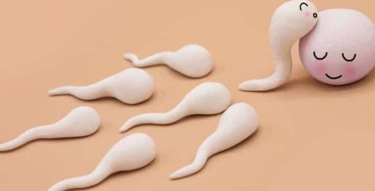 Semen and Sperm
