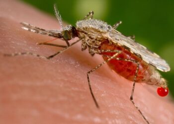 mosquito borne diseases dengue malaria climate