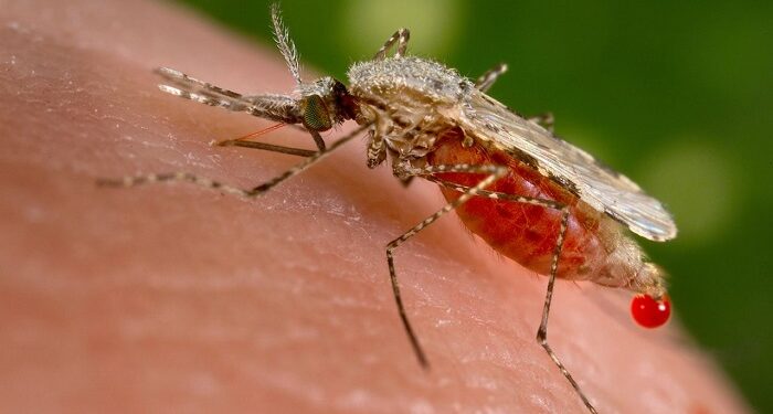 mosquito borne diseases dengue malaria climate